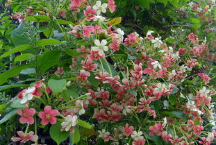 79. 四年级《爬山虎的脚》说课稿，爬山虎的脚说课稿ppt课件插图